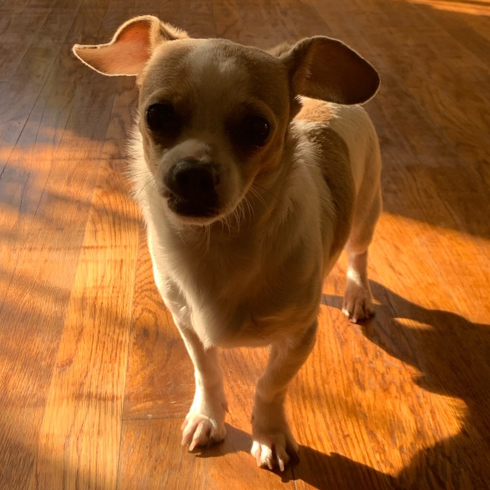 Meet your Posher, Angela